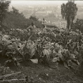 Vojaki med zeljem - 83  1176