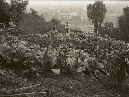 Vojaki med zeljem - 83  1176