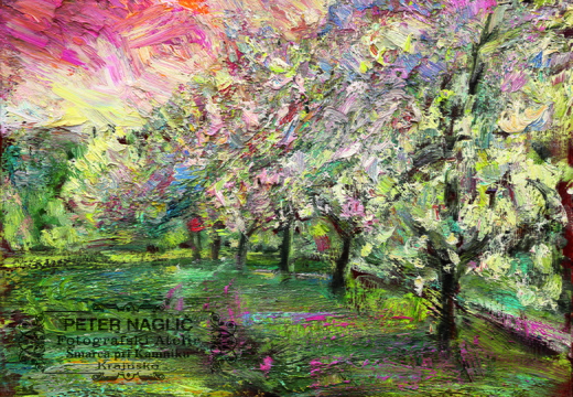  Cvetoče sadno drevje - Jošt Snoj, olje na platnu 2023