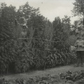 Vojaki ob nasadu konoplje - 74  1040