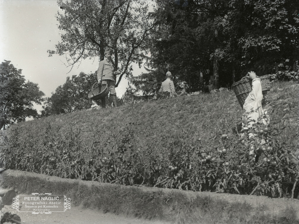 Vojaki pri obiranju paradižnika - 74  1045