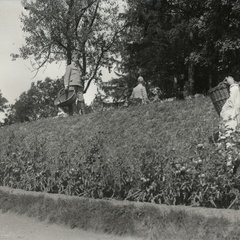 Vojaki pri obiranju paradižnika - 74  1045