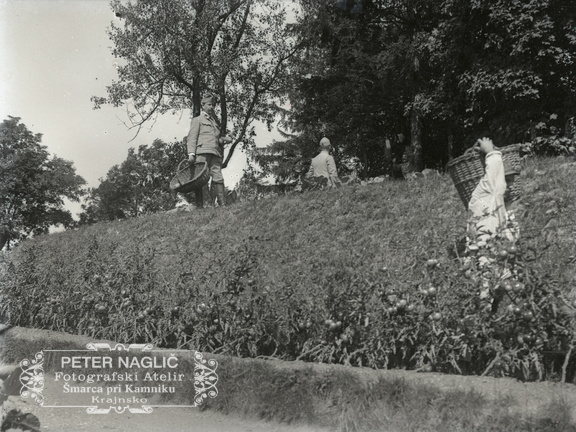 Vojaki pri obiranju paradižnika - 74  1045