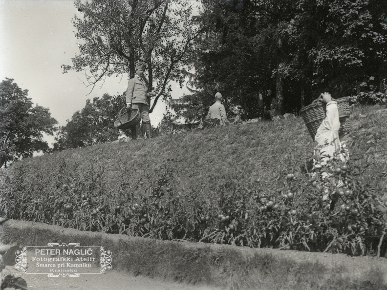 Vojaki pri obiranju paradižnika - 74  1045