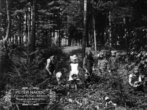 Otroci v gozdu nabirajo maline - naglic885