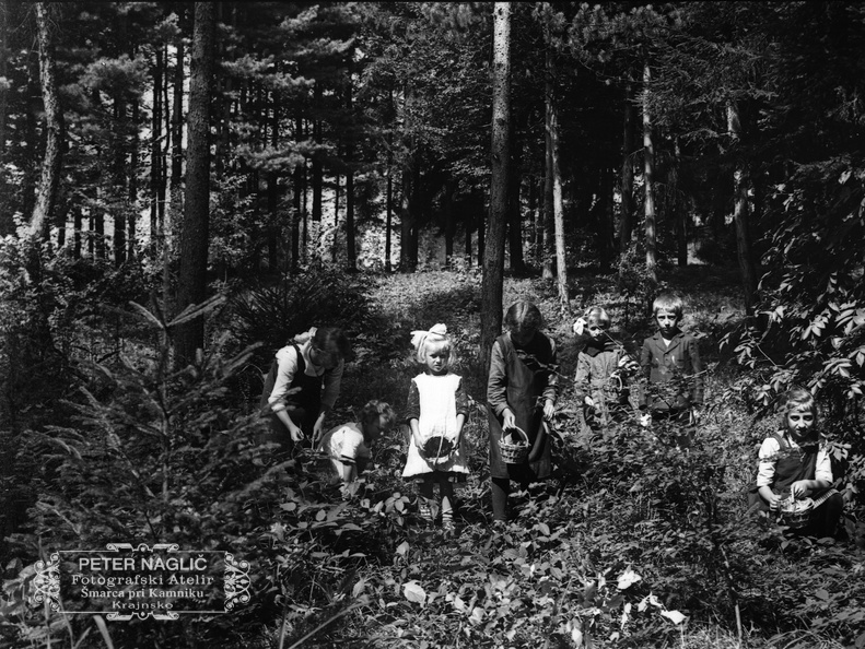 Otroci v gozdu nabirajo maline - naglic885