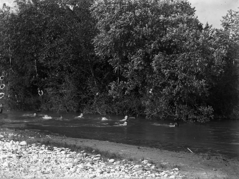 Plavanje v Kamniški Bistrici - naglic886