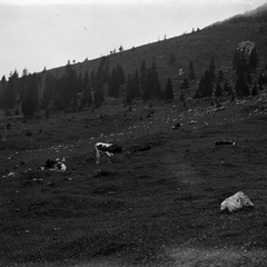 Kriška planina - naglic891