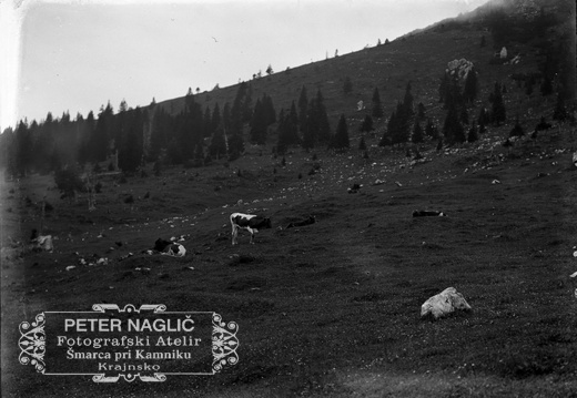 Kriška planina - naglic891