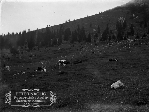 Kriška planina - naglic891