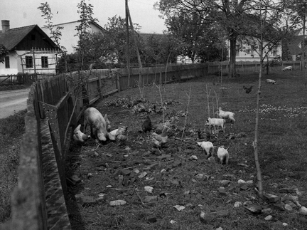 Murska Sobota, domače živali v ograjenem dvorišču leta 1933 - F 1933 1 1 016