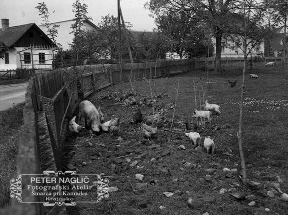 Murska Sobota, domače živali v ograjenem dvorišču leta 1933 - F 1933 1 1 016