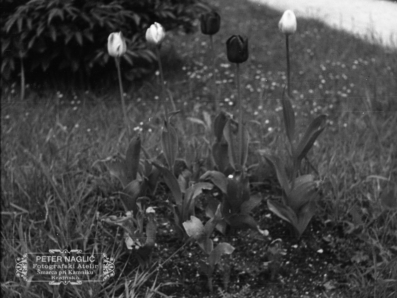 Cvetovi tulipanov, leta 1933 - F 1933 1 2 005
